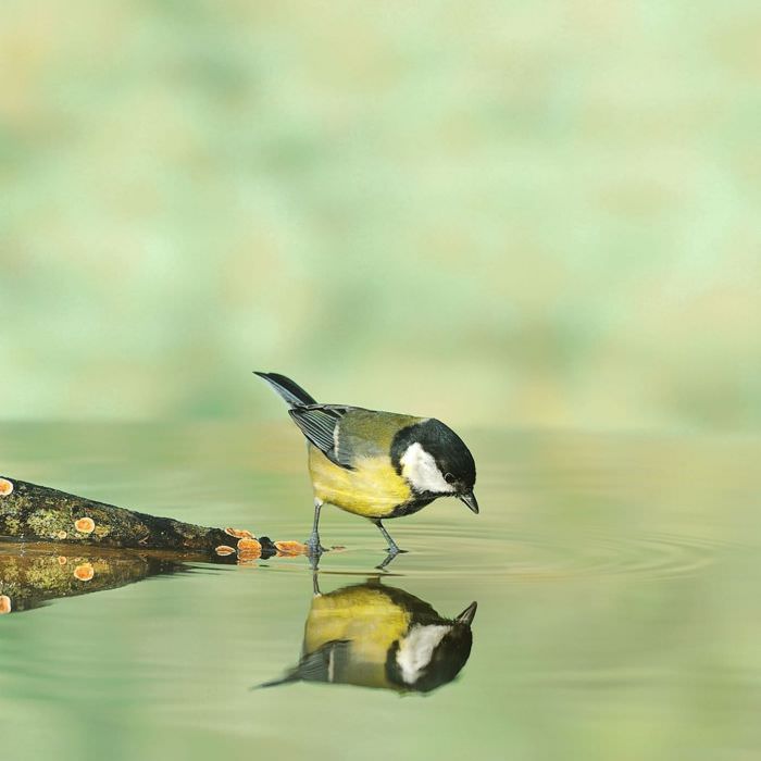 Collection Exclusive Collection Exclusive